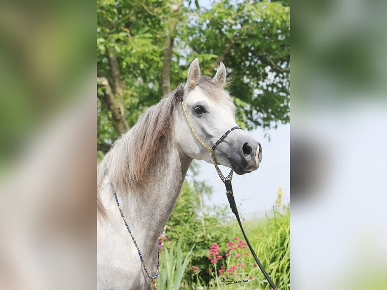 Pur-sang arabe Jument 8 Ans Gris in Wallsee