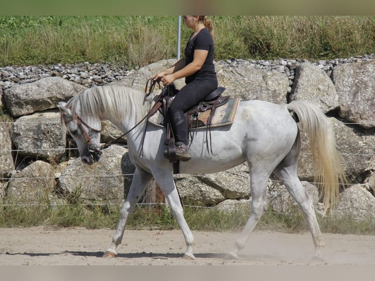 Pur-sang arabe Jument 8 Ans Gris in Wallsee