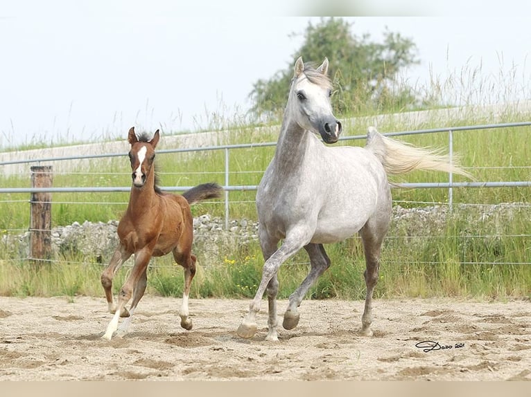 Pur-sang arabe Jument 8 Ans Gris in Wallsee