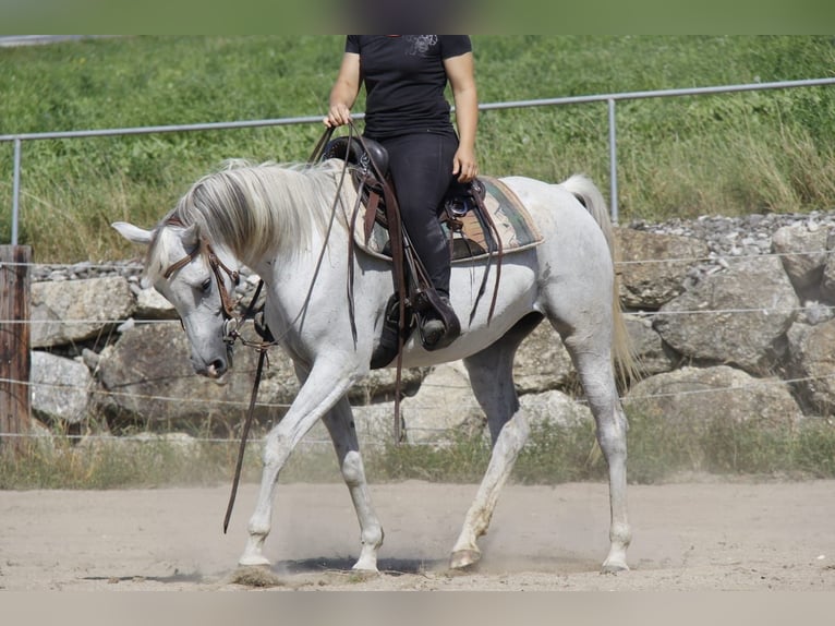 Pur-sang arabe Jument 8 Ans Gris in Wallsee