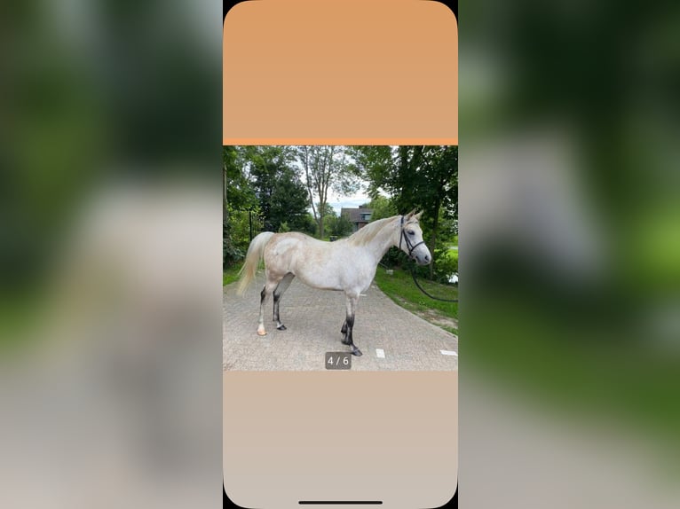 Pur-sang arabe Jument 9 Ans 145 cm Gris moucheté in Hardinxveld-Giessendam