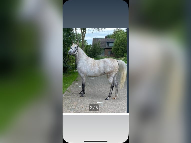 Pur-sang arabe Jument 9 Ans 145 cm Gris moucheté in Hardinxveld-Giessendam