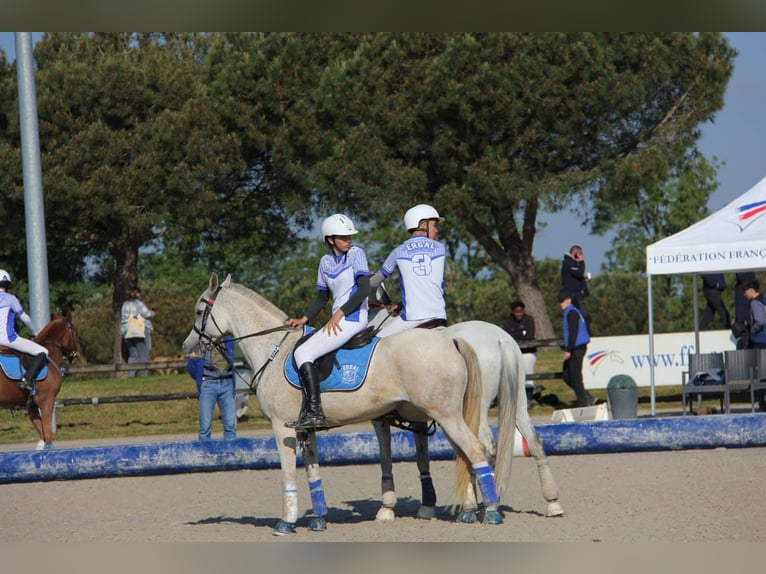 Pur-sang arabe Jument 9 Ans 147 cm Gris in Vilert