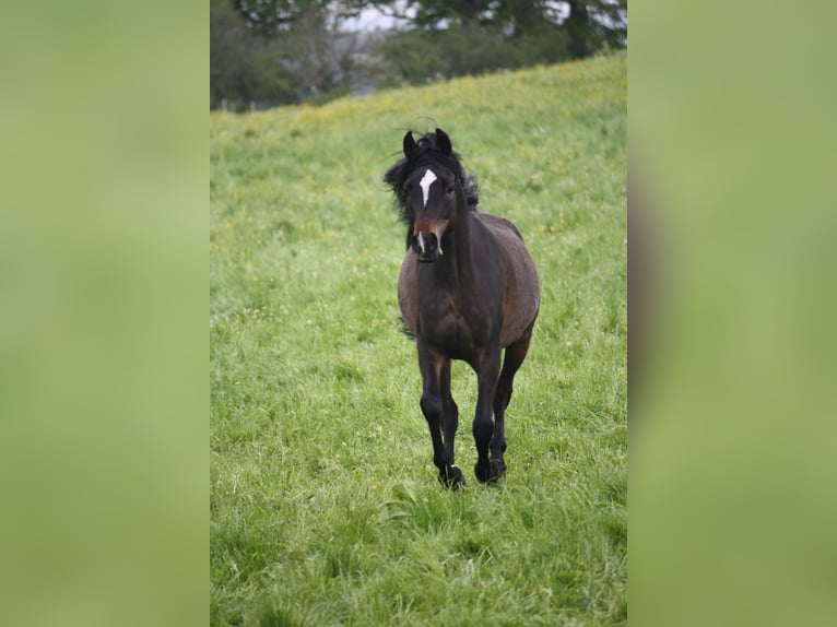 Pur-sang arabe Jument 9 Ans 148 cm Bai brun foncé in Trochtelfingen