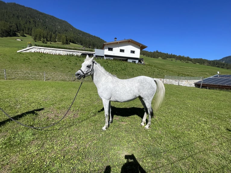Pur-sang arabe Jument 9 Ans 148 cm Gris in Trins