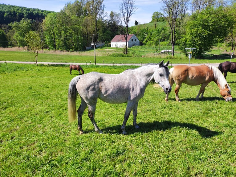 Pur-sang arabe Jument 9 Ans 150 cm Gris moucheté in Parsberg