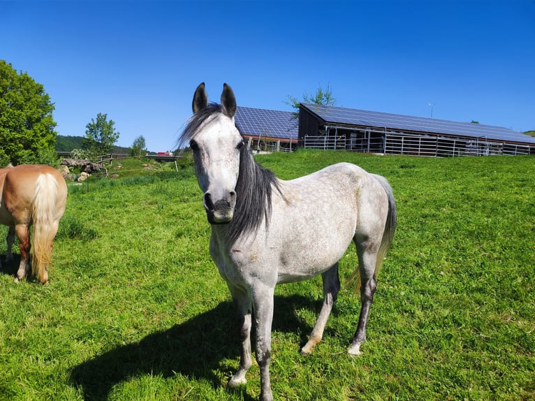 Pur-sang arabe Jument 9 Ans 150 cm Gris moucheté in Parsberg