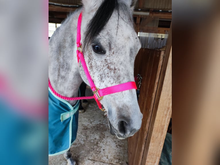 Pur-sang arabe Jument 9 Ans 150 cm Gris moucheté in Parsberg