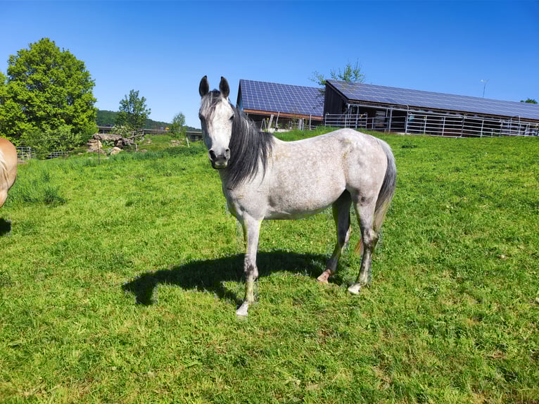 Pur-sang arabe Jument 9 Ans 150 cm Gris moucheté in Parsberg