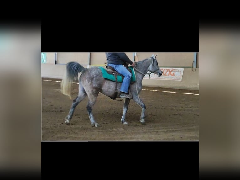 Pur-sang arabe Jument 9 Ans 150 cm Gris pommelé in Parsberg