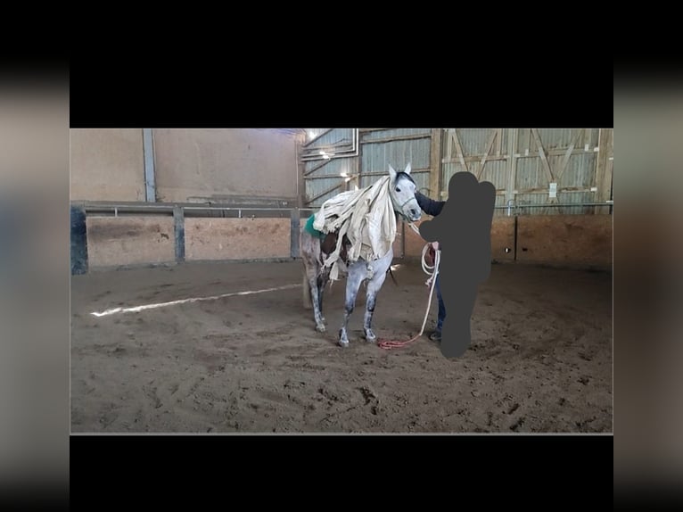 Pur-sang arabe Jument 9 Ans 150 cm Gris pommelé in Parsberg