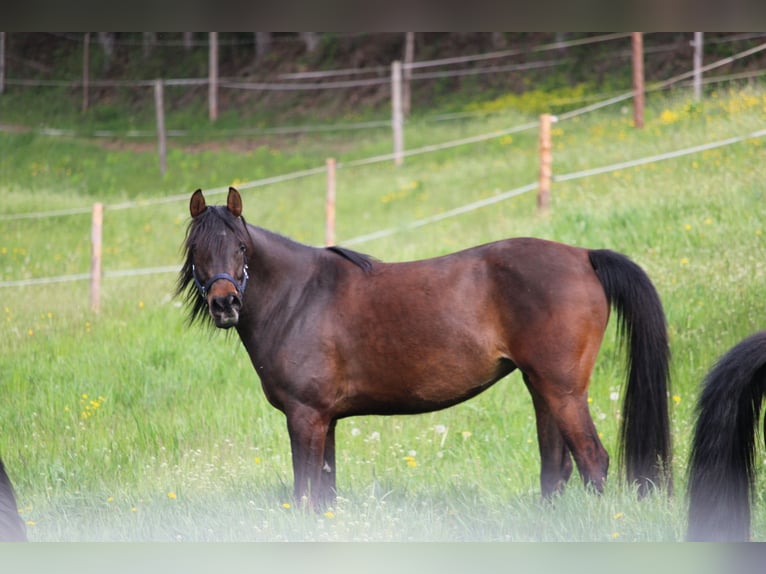 Pur-sang arabe Jument 9 Ans 153 cm Bai in Graz