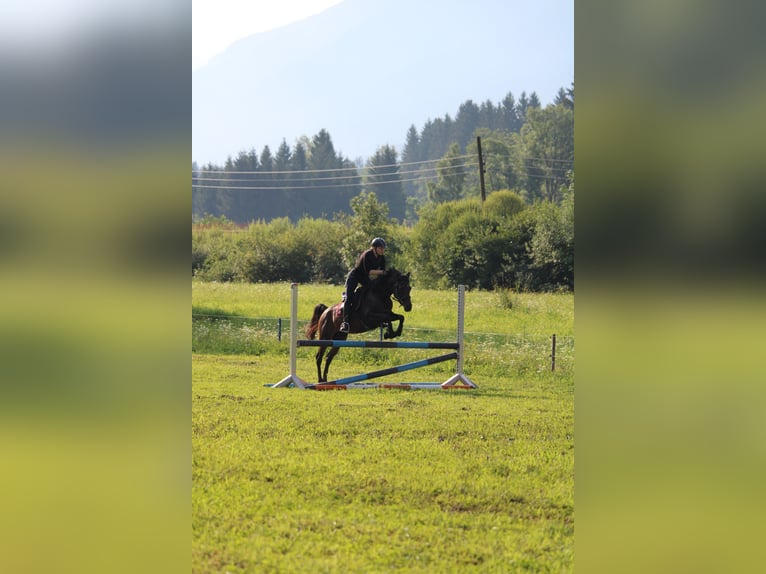 Pur-sang arabe Jument 9 Ans 153 cm Bai in Graz