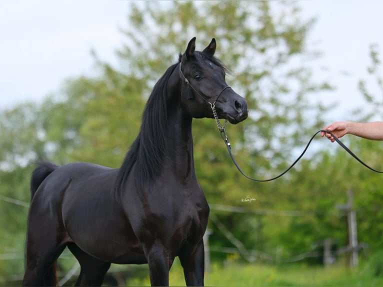 Pur-sang arabe Jument 9 Ans 153 cm Noir in Lodz