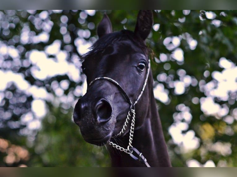 Pur-sang arabe Jument 9 Ans 154 cm Noir in Toporzysko