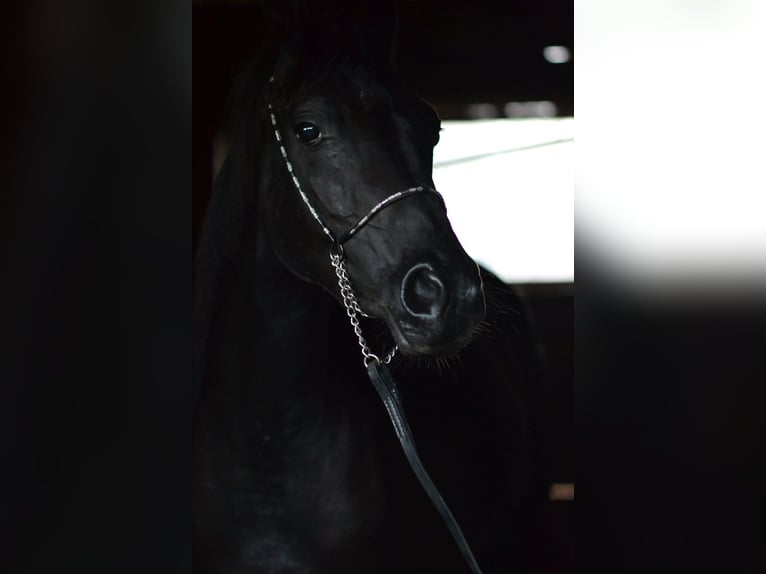 Pur-sang arabe Jument 9 Ans 154 cm Noir in Toporzysko