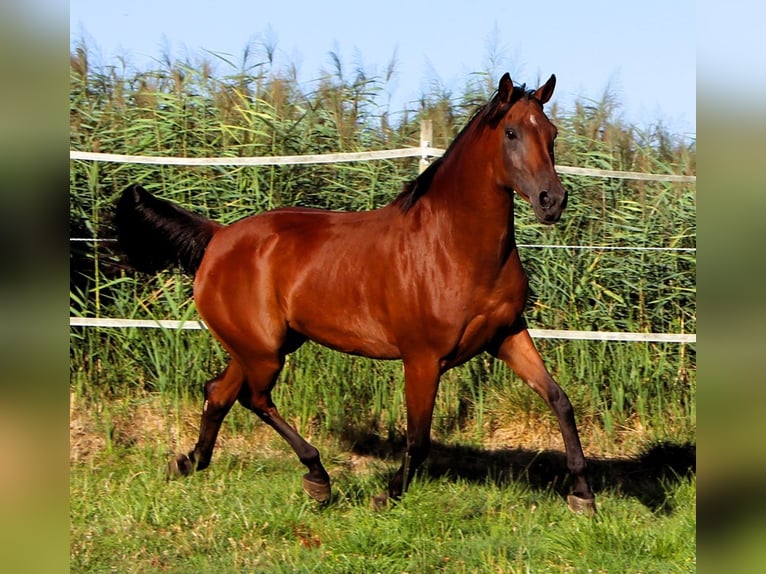 Pur-sang arabe Jument 9 Ans 155 cm Bai brun in Kehl