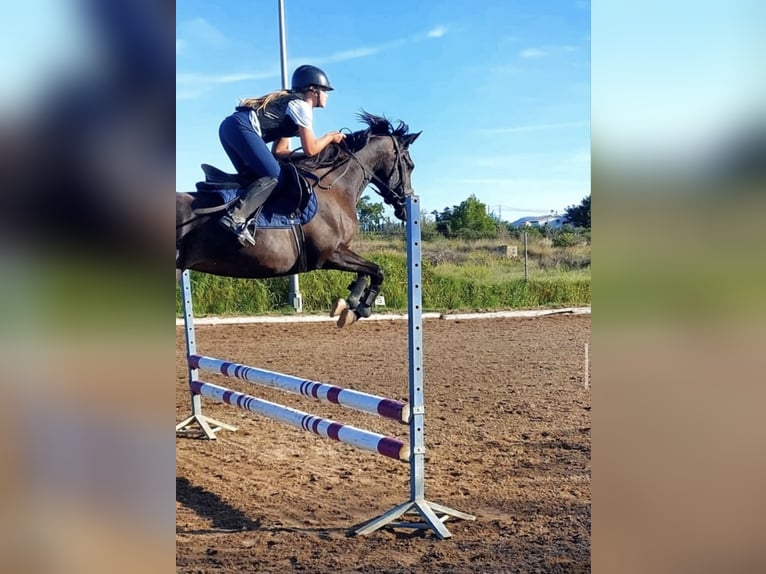 Pur-sang arabe Jument 9 Ans 155 cm Bai brun foncé in (Denia)