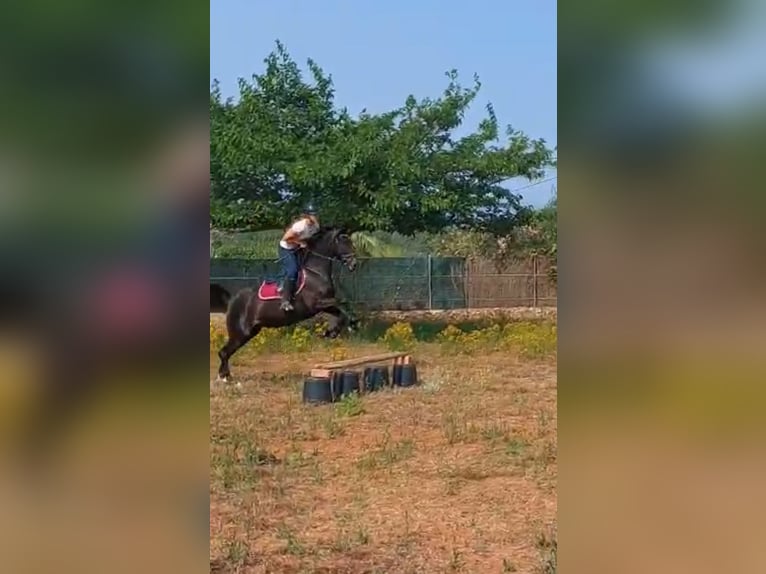 Pur-sang arabe Jument 9 Ans 155 cm Bai brun foncé in (Denia)