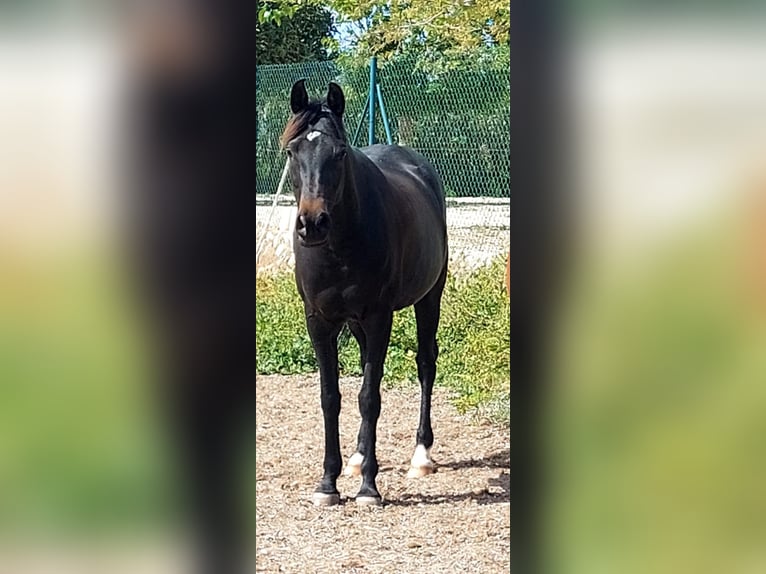 Pur-sang arabe Jument 9 Ans 155 cm Bai brun foncé in (Denia)