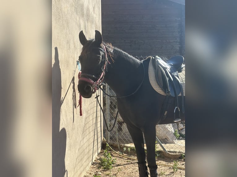 Pur-sang arabe Jument 9 Ans 155 cm Bai brun foncé in (Denia)