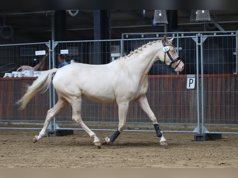 Pur-sang arabe Jument 9 Ans 158 cm Bai brun in Wapse