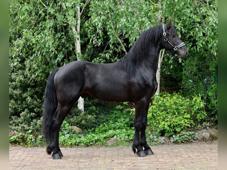 Pur-sang arabe Jument 9 Ans 158 cm Bai brun in Wapse