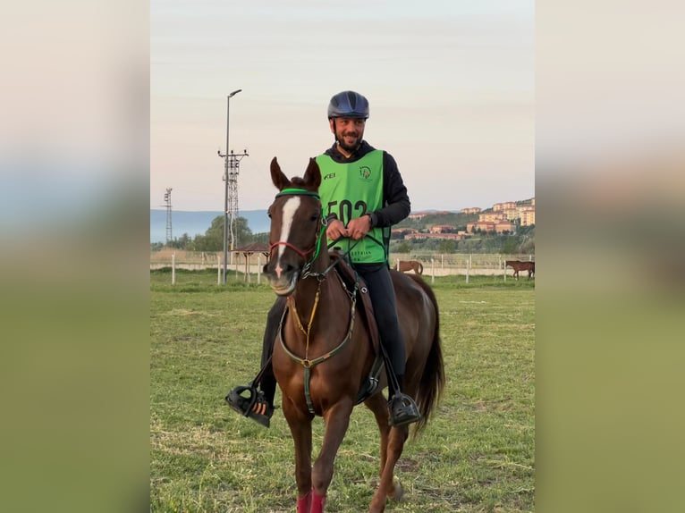 Pur-sang arabe Jument 9 Ans 159 cm Bai in Ankara