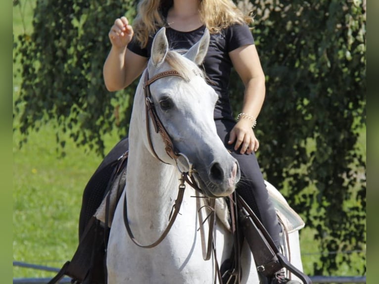 Pur-sang arabe Jument 9 Ans Gris in Wallsee