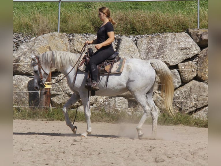 Pur-sang arabe Jument 9 Ans Gris in Wallsee