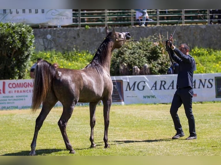 Pur-sang arabe Jument 9 Ans Gris in Trebur