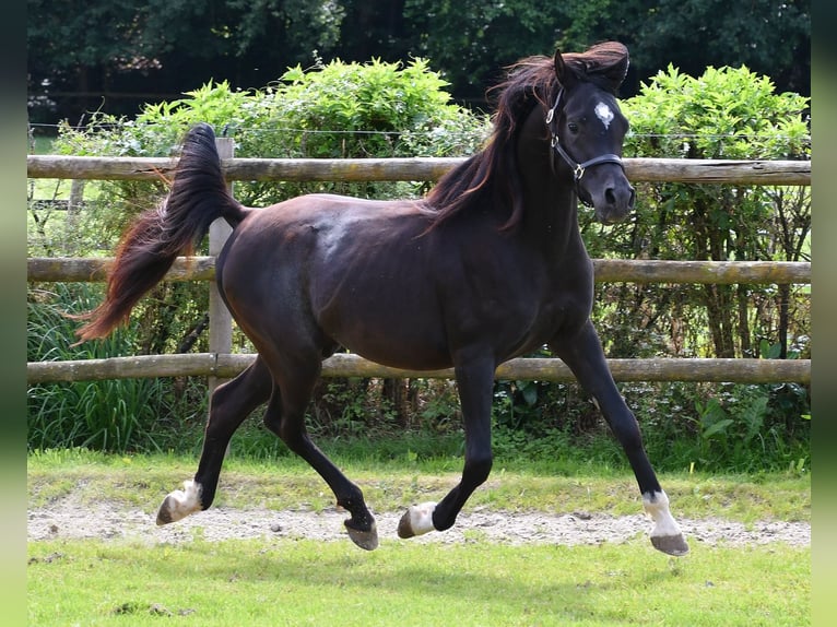 Pur-sang arabe Jument  153 cm Noir in M&#xF6;rsdorf