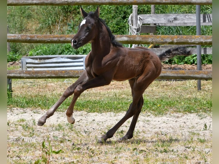 Pur-sang arabe Jument  153 cm Noir in M&#xF6;rsdorf