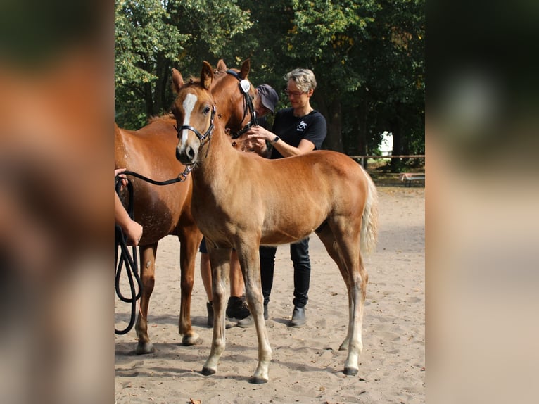 Pur-sang arabe Jument Poulain (05/2025) 154 cm Alezan in Rietberg