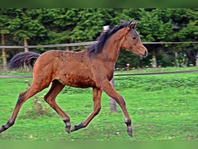 Pur-sang arabe Jument Poulain (05/2025) 155 cm Bai cerise in Zalesie