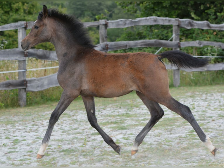 Pur-sang arabe Jument Poulain (01/2026) 155 cm Gris in Koprivnica