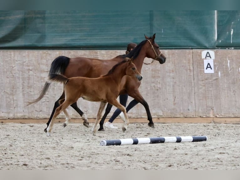 Pur-sang arabe Jument  158 cm Bai in Bad Oldesloe