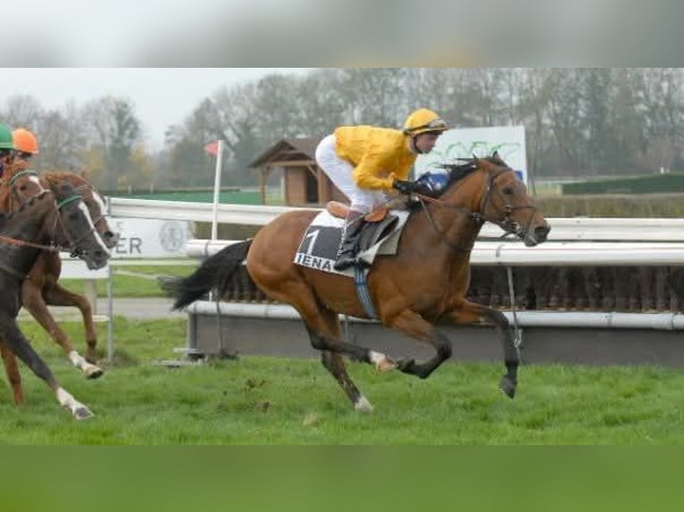 Pur-sang arabe Croisé Jument Poulain (08/2025) 159 cm Alezan brûlé in Stockach