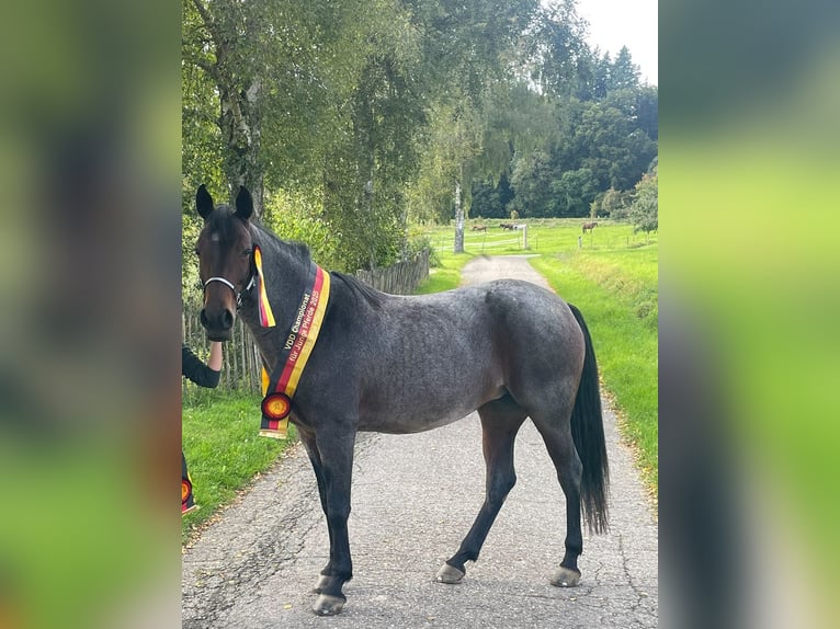 Pur-sang arabe Croisé Jument Poulain (08/2025) 159 cm Alezan brûlé in Stockach