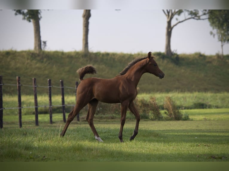 Pur-sang arabe Jument  Bai brun in Zuidoostbeemster