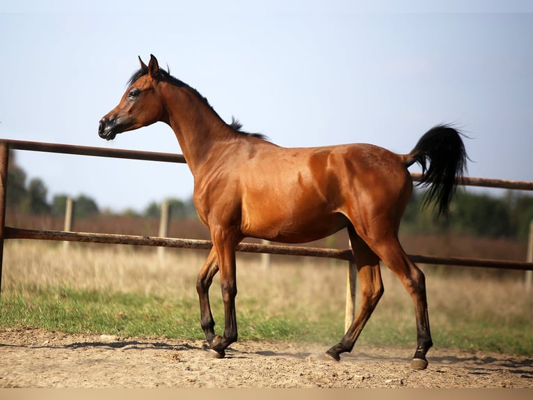 Pur-sang arabe Jument  in Stryków