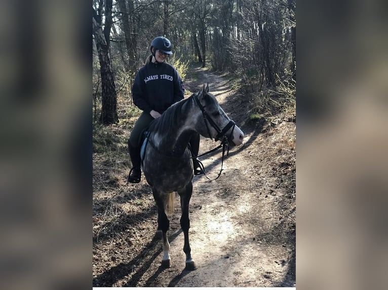 Pur sang irlandais Étalon 11 Ans 165 cm Gris in Loenhout