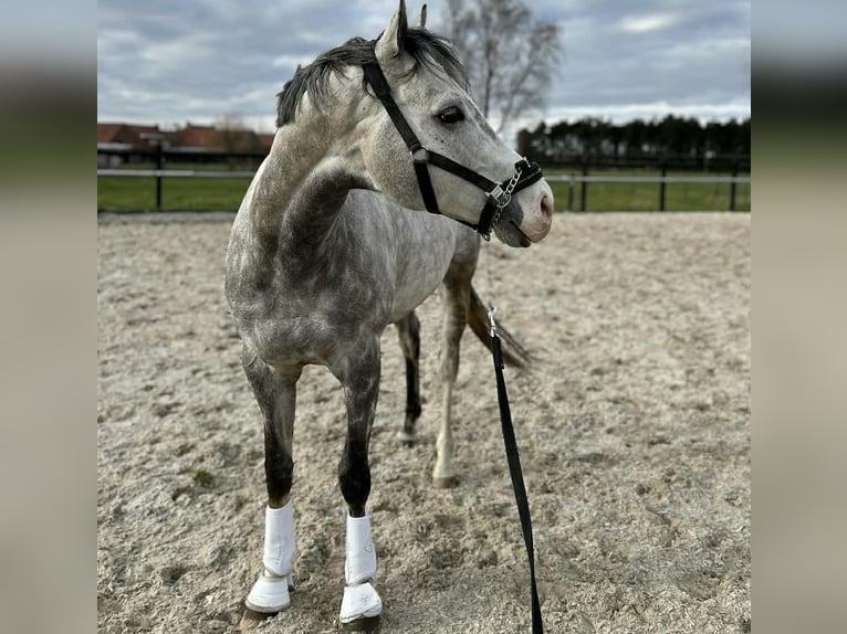Pur sang irlandais Étalon 11 Ans 165 cm Gris in Loenhout