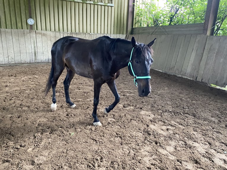 Pur sang irlandais Hongre 10 Ans 160 cm Noir in Stei&#xDF;lingen