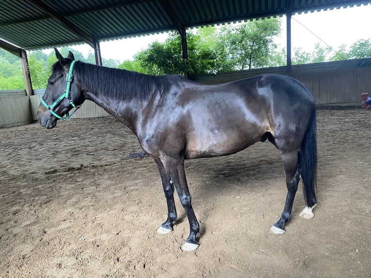 Pur sang irlandais Hongre 10 Ans 160 cm Noir in Stei&#xDF;lingen