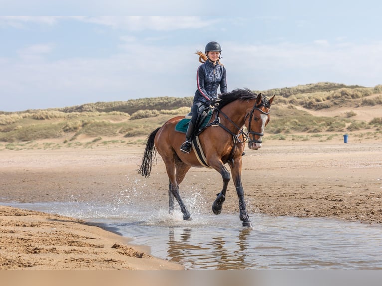 Pur sang irlandais Hongre 10 Ans 168 cm Bai in Stroe