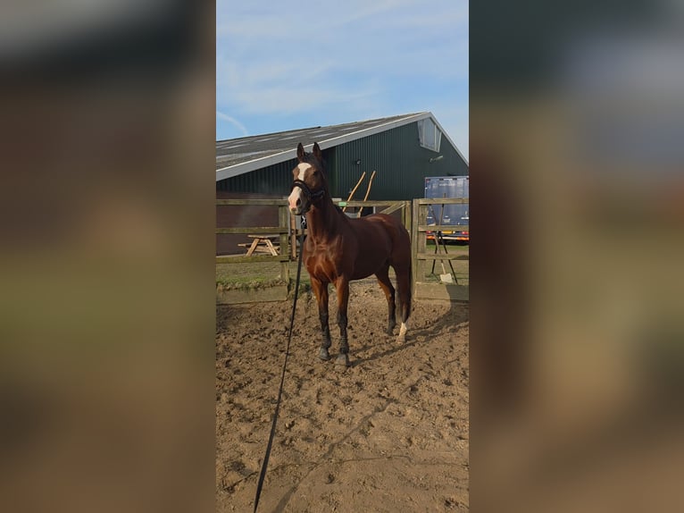 Pur sang irlandais Hongre 10 Ans 168 cm Bai in Stroe