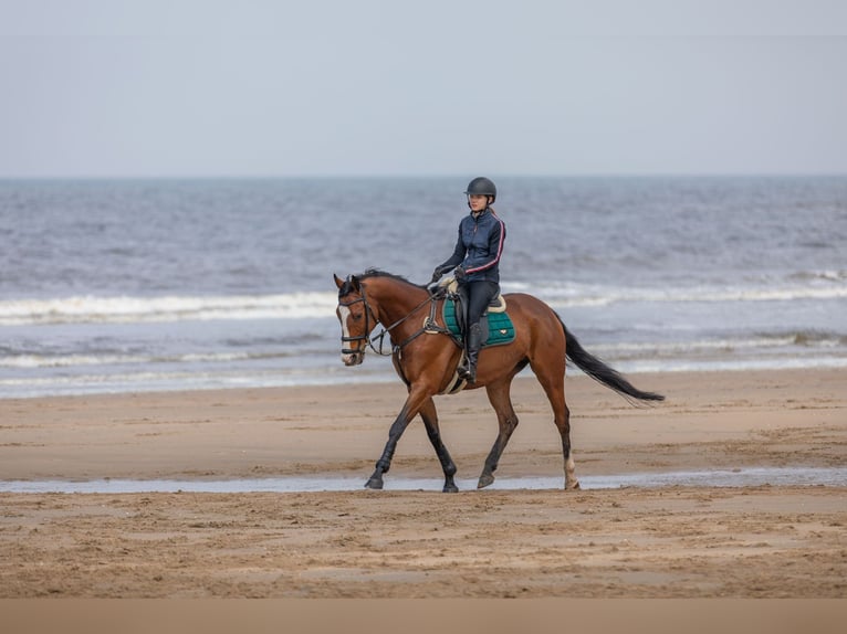 Pur sang irlandais Hongre 10 Ans 168 cm Bai in Stroe