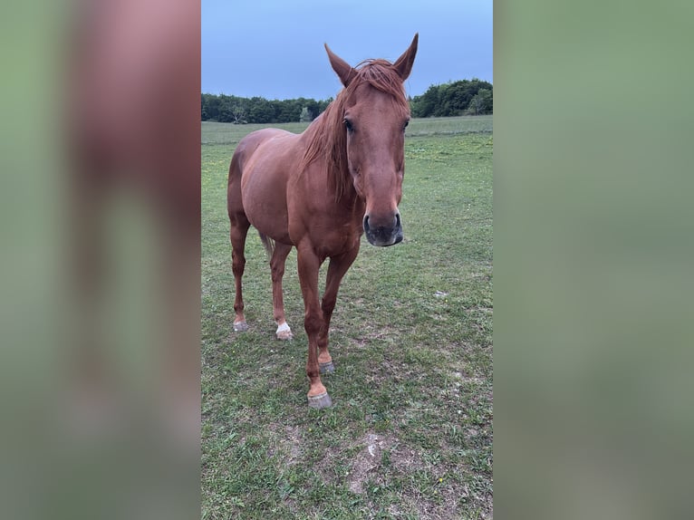 Pur sang irlandais Hongre 10 Ans 170 cm Alezan in Sonnenbühl