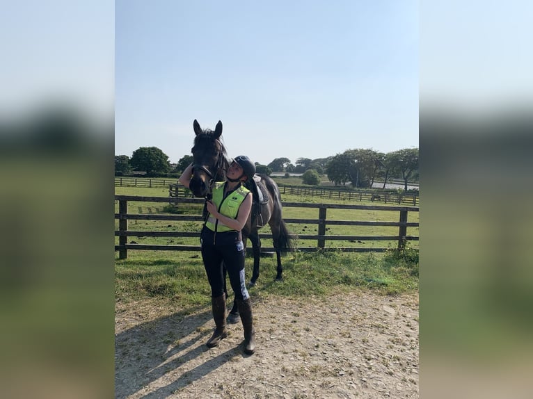 Pur sang irlandais Hongre 10 Ans 173 cm Bai brun in Horsforth, Leeds